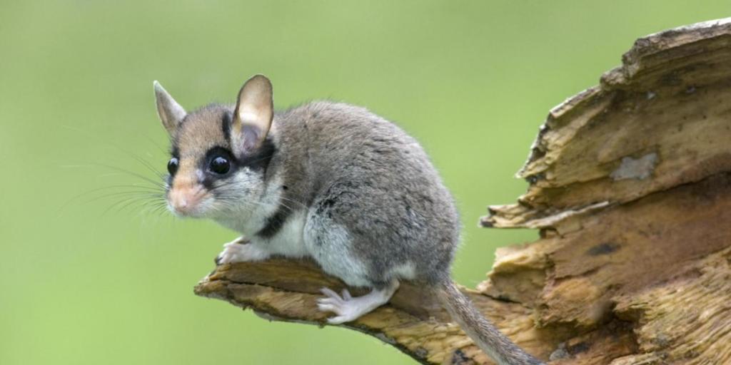 Der Gartenschläfer ist ein naher Verwandter des Siebenschläfers. Der neue Säugetieratlas soll Klarheit bringen, wie stark das Nagetier nördlich der Alpen verbreitet ist.