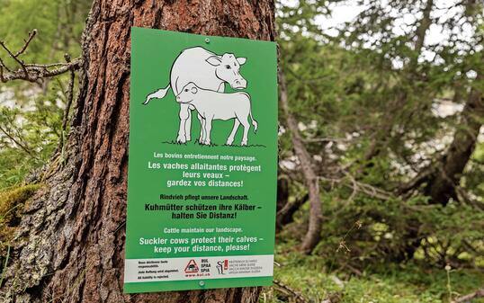 Reportage Alp Gapfahl in Steg