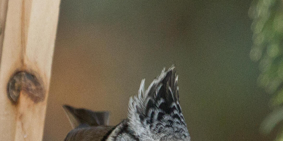 Haubenmeise Vogel