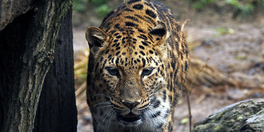 Ein Leopard hat den Betrieb am Flughafen von Kathmandu kurzfristig lahmgelegt. (Symbolbild)