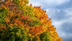Herbst im Land
