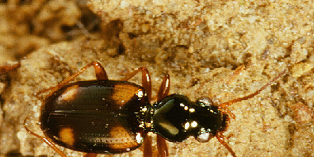 In einem Rapsfeld sind über hundert Käferarten entdeckt worden. Eine Artenvielfalt, die nach Einschätzung eines Experten für den Standort überraschend war.