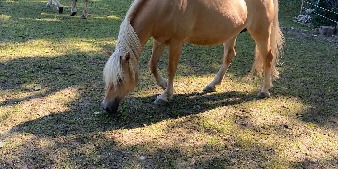 Haflinger Haflinger
