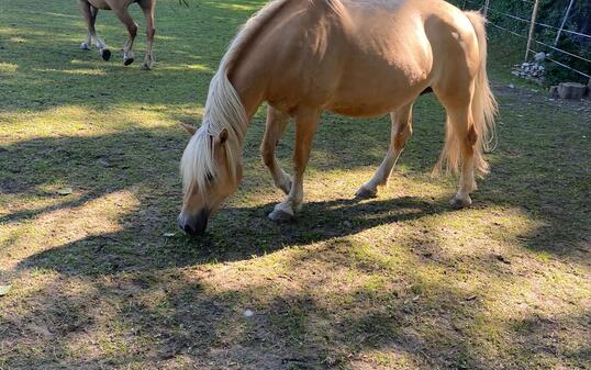 Haflinger