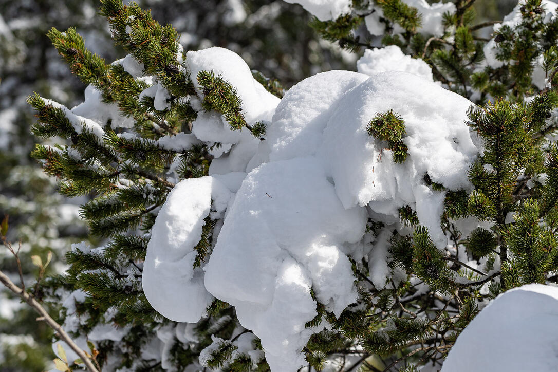 Erster Schnee in Liechtenstein
