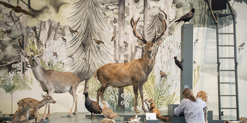 Vor der Eröffnung des neuen St. Galler Naturmuseums am 12. und 13. November laufen noch letzte Vorbereitungen. (KEYSTONE/Benjamin Manser) Vor der Eröffnung des neuen St. Galler Naturmuseums am 12. und 13. November laufen noch letzte Vorbereitungen. (KEYSTONE/Benjamin Manser)