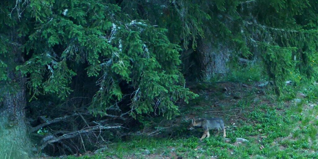 Einer der fünf Jungwölfe des dritten Rudels in Graubünden.