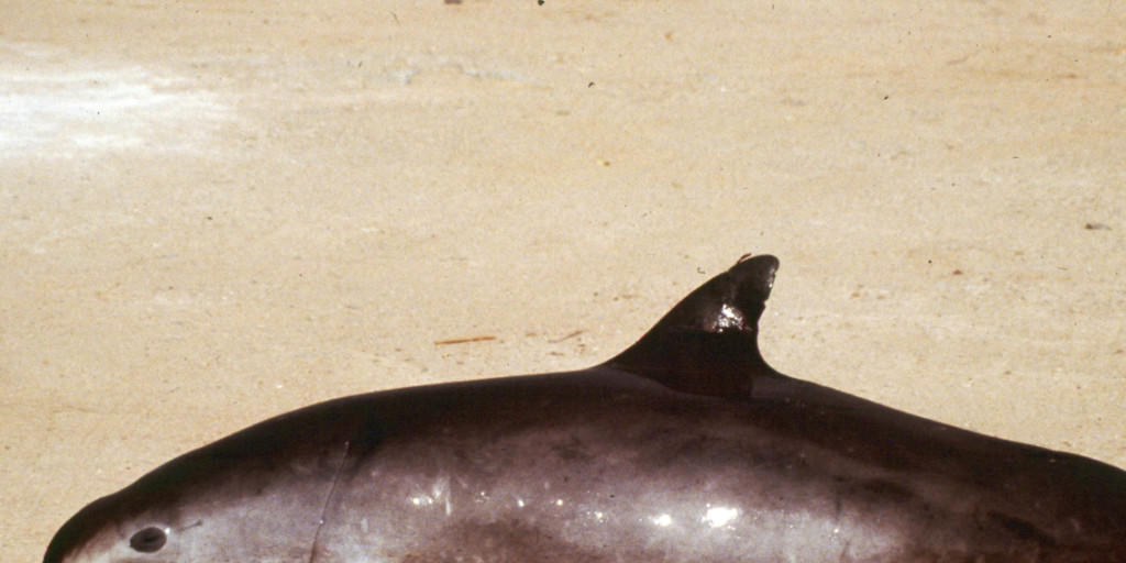 Ein gestrandeter Kalifornischer Schweinswal - von der Art gibt es nur noch 60 Exemplare, sie steht kurz vor der Ausrottung. (Archiv) Ein gestrandeter Kalifornischer Schweinswal - von der Art gibt es nur noch 60 Exemplare, sie steht kurz vor der Ausrottung. (Archiv)