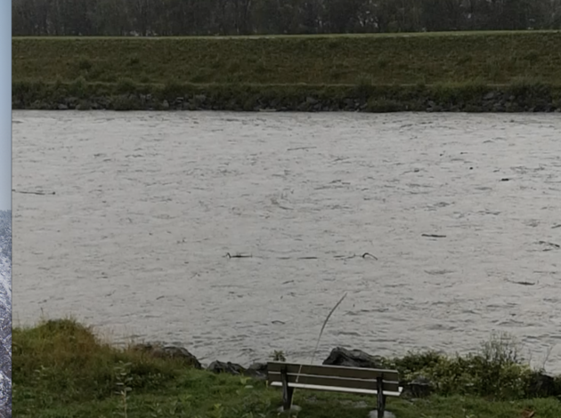 Rheinpegel Rheinpegel