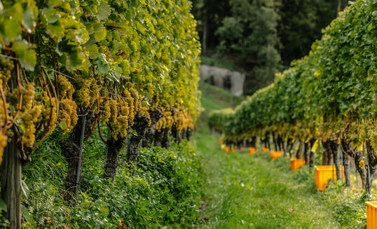 Weingut Roman Hermann