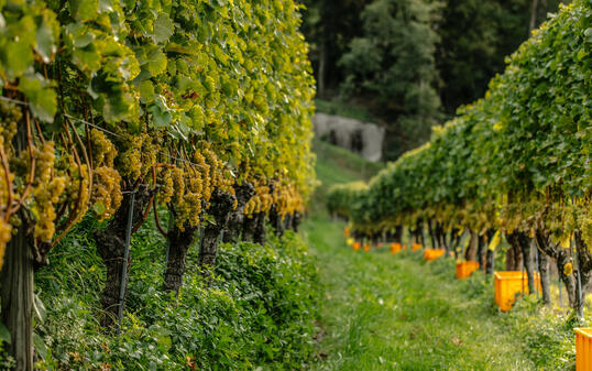 Weingut Roman Hermann
