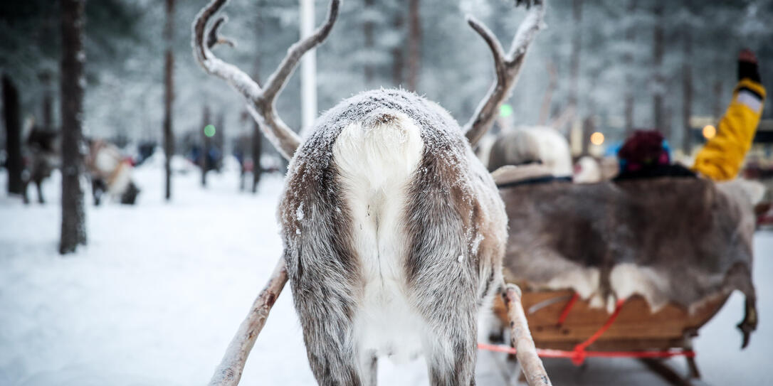 butt of a reindeer pulling a sled