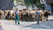 Alpabfahrt Alpgenossenschaft Gritsch Schaan