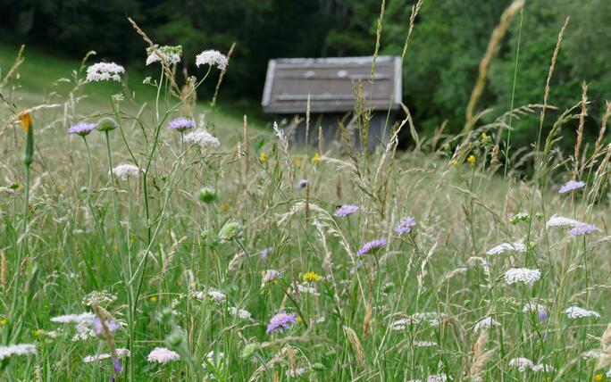 #näherdran-Fotowettbewerb Balzers