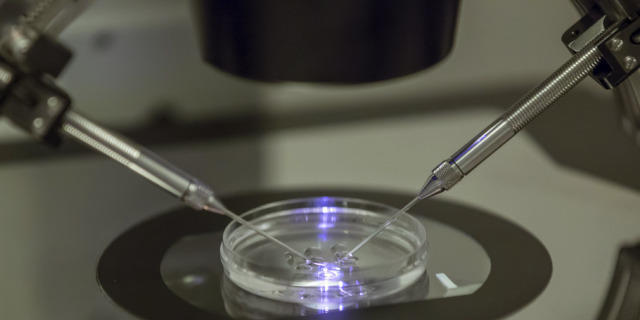 Tests vor Einpflanzung in Mutterleib befürwortet (Archiv)