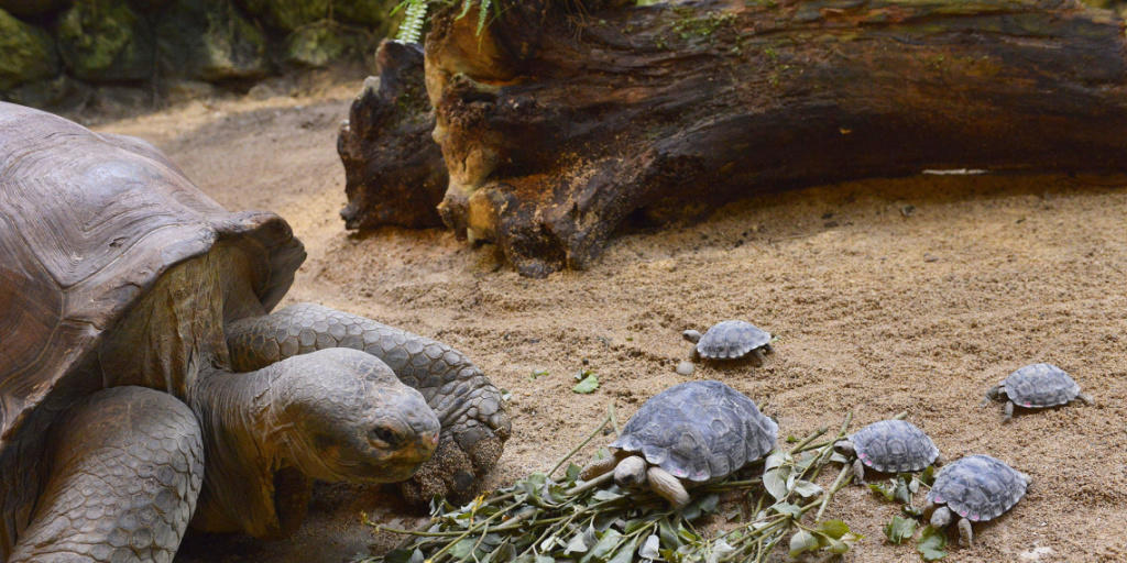Schildkrötenvater Jumbo mit seinem hungrigen Nachwuchs.