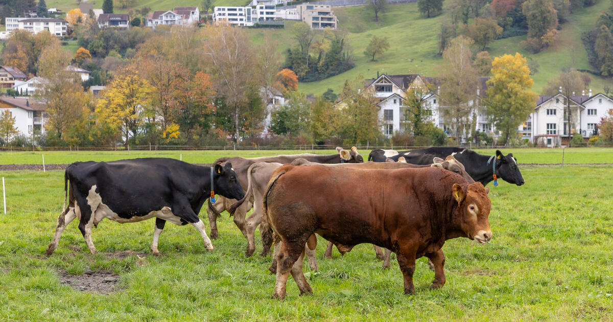 Landwirtschaft: Subventionen zerstören Biodiversität in Europa