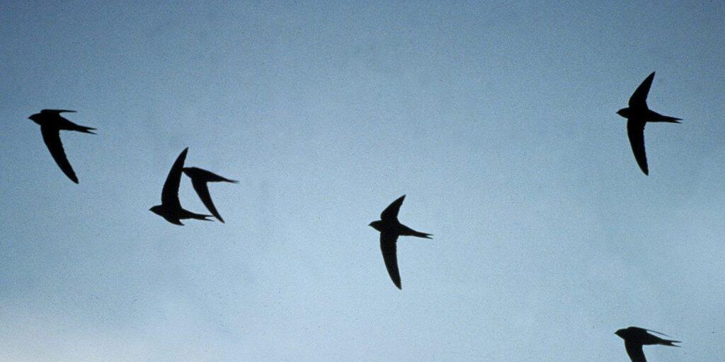 Mit einfachen Massnehmen können Menschen dafür sorgen, dass Vögel nicht in Glasscheiben fliegen. (Archivbild)