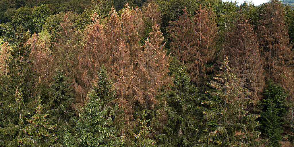 Vom Borkenkäfer befallene und abgestorbene, braune Nadelbäume in Deutschland: Der Hitzesommer 2018 hat den Wäldern in Mitteleuropa massiv zugesetzt.