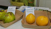 Obstsortenausstellung in Salez