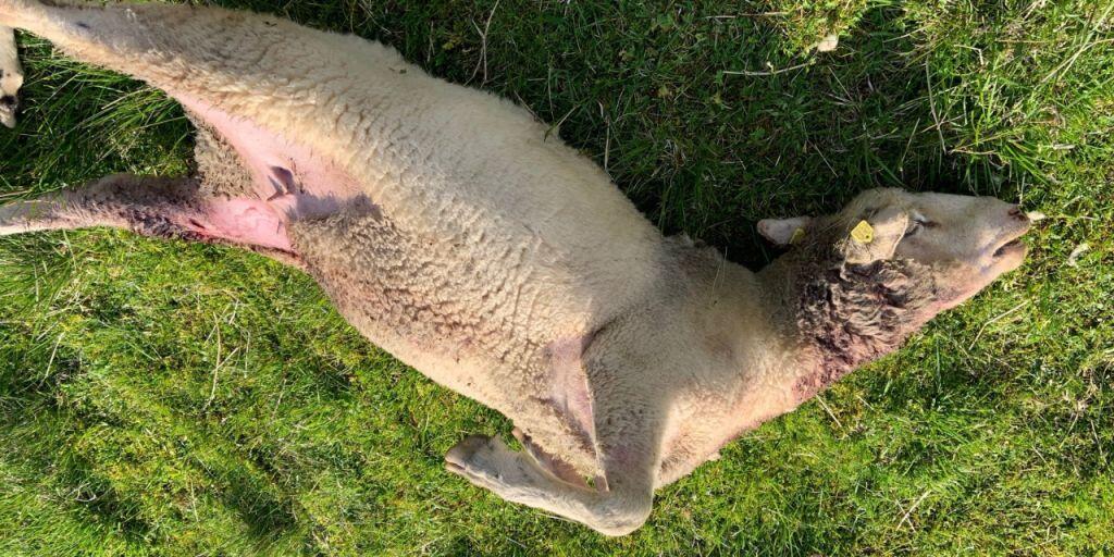 Eines der Schafe, die auf der Alp Fursch in der Gemeinde Flums SG von einem Wolf gerissen wurden.