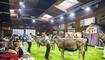 5. Brown Swiss Junior Contest in Sargans