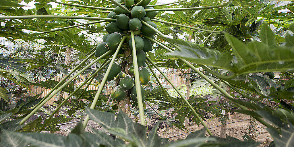 Auch künftig wachsen im Tropenhaus Papayas. (Archivbild)