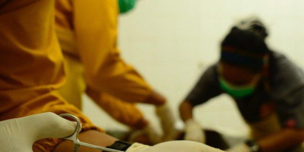 Bei der Obduktion eines auf Borneo getöteten Orang-Utans wurden 130 Luftgewehr-Kugeln im Körper des Tiers gefunden.