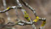 Wald in Eschen Nendeln