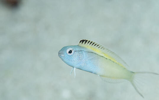 Säbelzahnschleimfische (im Bild Meiacanthus nigrolineatus aus dem Roten Meer) wehren sich gegen ihre Feinde mit einem Gift, das die Grundlage für neue Schmerzmittel liefern könnte.
