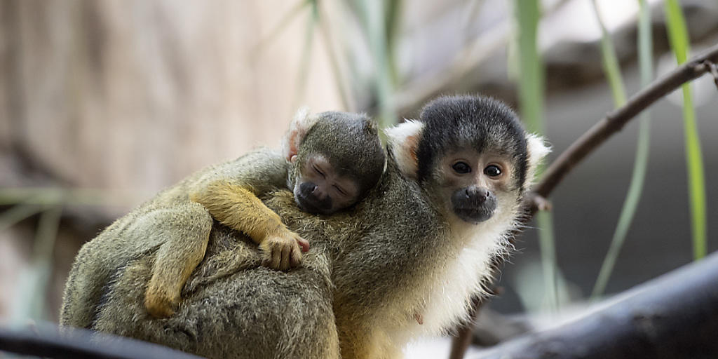 Ein junges Totenkopfäffchen klammert sich im Zoo Basel auf dem Rücken seiner Mutter fest.
