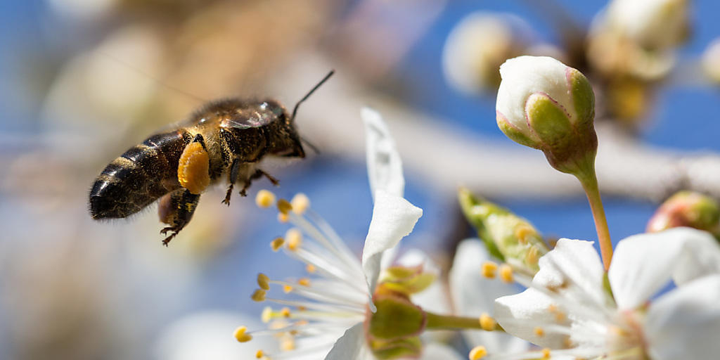 Aldi Suisse will weniger Pestizide bei seinem Schweizer Gemüse und Obst, um damit die Bienen zu schützen. (Archivbild) Aldi Suisse will weniger Pestizide bei seinem Schweizer Gemüse und Obst, um damit die Bienen zu schützen. (Archivbild)