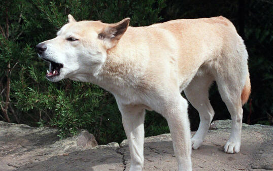 Tiere wie der Dingo (im Bild) sollen bei der Begrenzung des Bestandes der wilden Katzen in Australien helfen (Archiv)