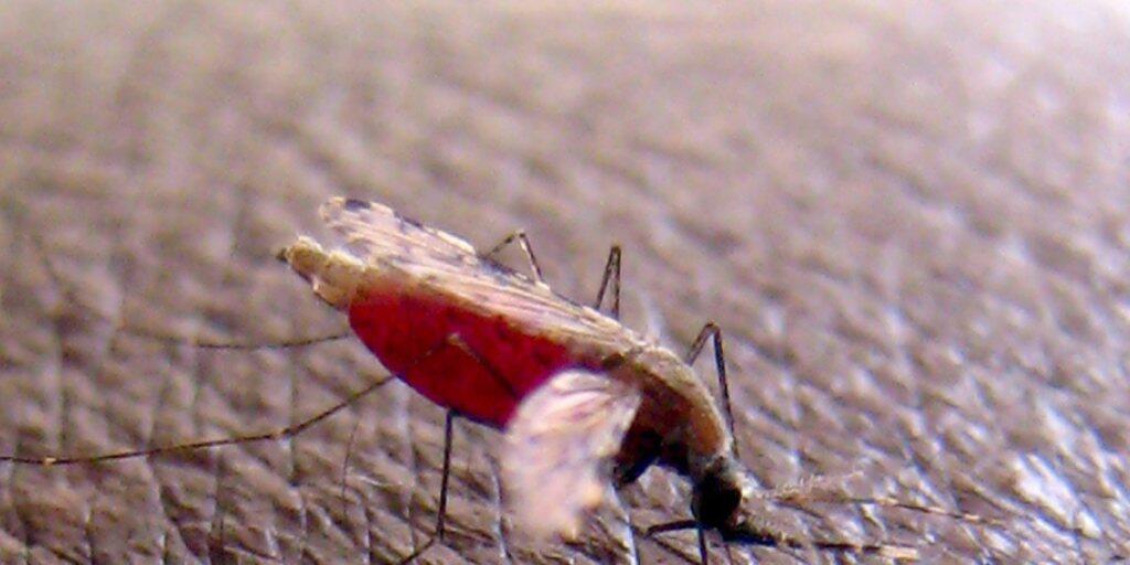 Eine neu entdeckte Schwachstelle des Malaria-Erregers könnte helfen, die Übertragung zwischen Mensch und Moskito zu stoppen und damit den Lebenszyklus des Parasiten zu blockieren. (Archivbild)