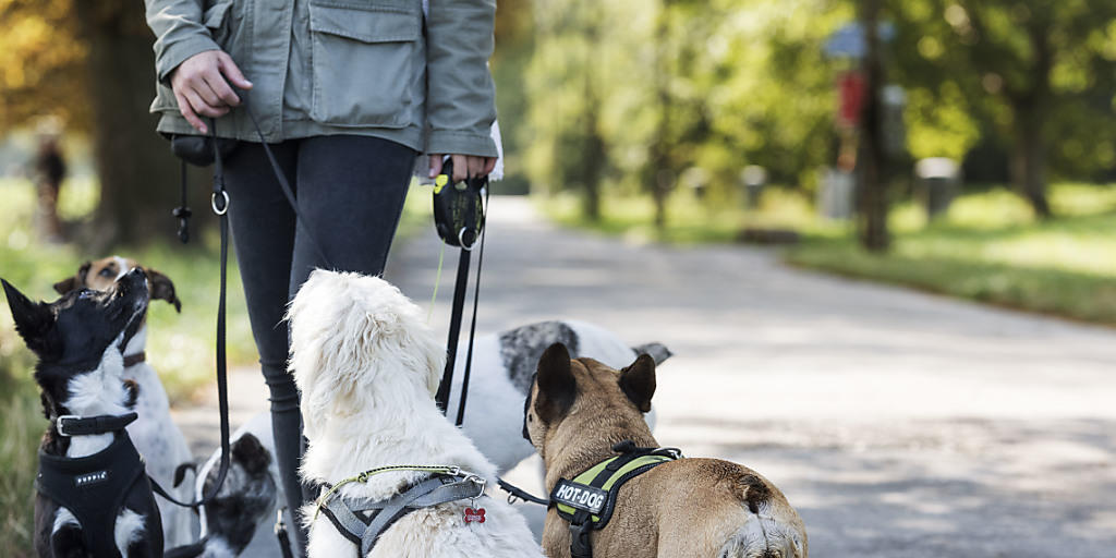Hunde nehmen Mimik und Tonfall eines Menschen als Zeichen für seine Gefühlslage wahr. (Archiv)
