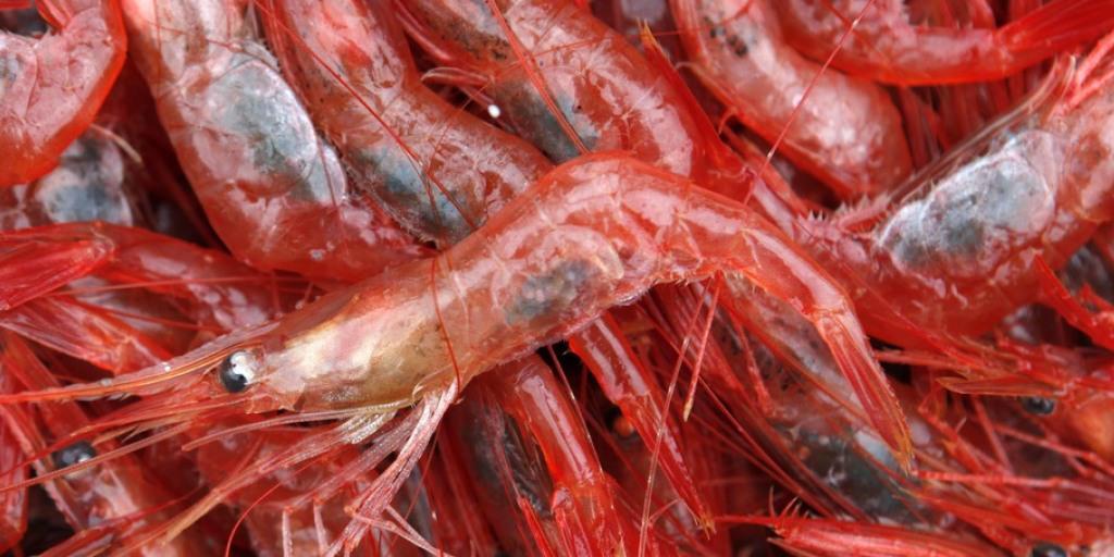 30 Tonnen Crevetten will SwissShrimp ab 2017 jährlich in Rheinfelden ernten. (Archiv)