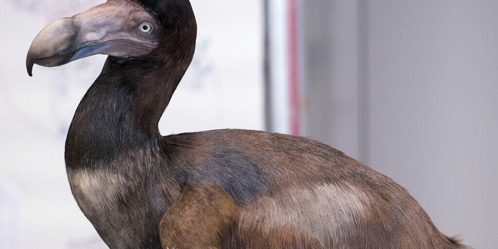 Lebensechte Rekonstruktion eines Dodo. Dass er und andere grosse Tiere auf Madagaskar ausgestorben sind, ist nicht allein der Kolonialisierung durch Menschen zu verdanken; die Inseln waren schon geschwächt von wiederkehrenden Dürreperioden. (Archivbild)