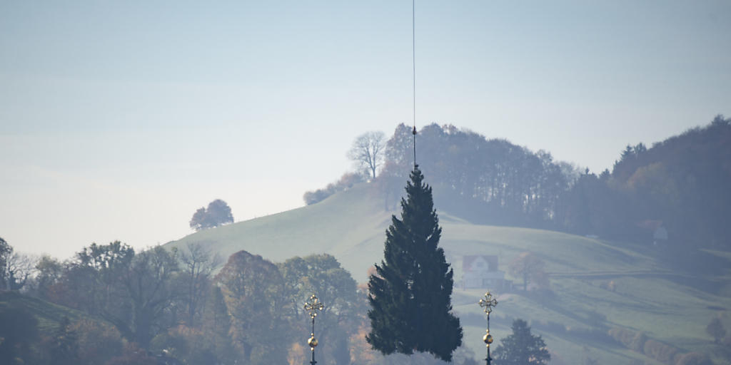 Ein Helikopter hat den diesjährigen Weihnachtsbaum am vergangenen Freitag von Mörschwil auf den Klosterplatz St. Gallen geflogen. In der Schweiz stammen rund 400'000 bis 500'000 der verkauften 1,2 Millionen Weihnachtsbäume aus einheimischer Produktion. (KEYSTONE/Benjamin Manser)