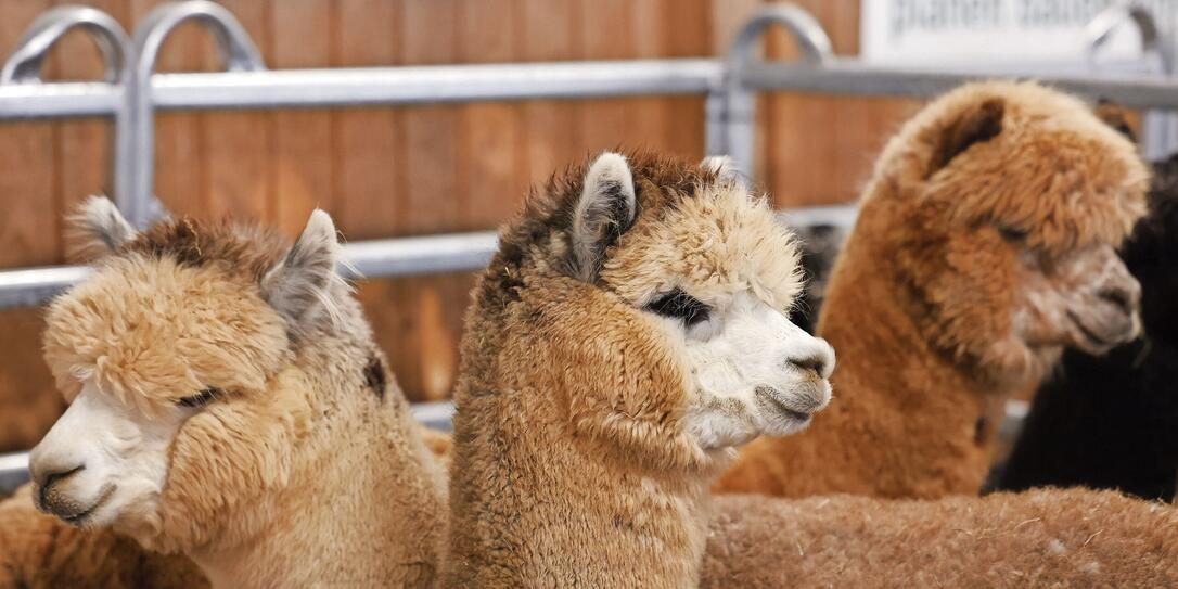 ALPAKAS, ALPAKA, SCHAU, TIER, TIERE, NUTZTIERE, VIEHWIRTSCHAFT, ALPABFAHRT