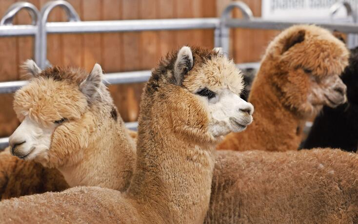 ALPAKAS, ALPAKA, SCHAU, TIER, TIERE, NUTZTIERE, VIEHWIRTSCHAFT, ALPABFAHRT