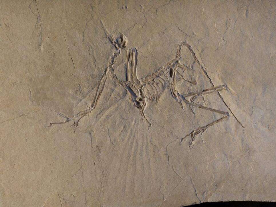 Forschende durchleuchteten Archaeopteryx-Fossilien und fanden heraus, dass der Urvogel flattern und nicht nur gleiten konnte.