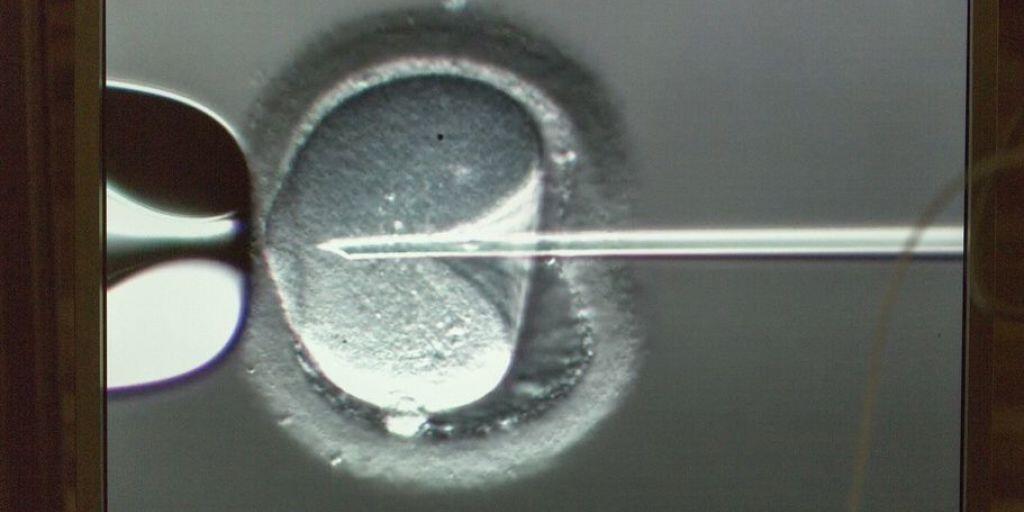 Ein Ei wird künstlich befruchtet. In den letzten zehn Jahren ist das Verfahren deutlich effizienter geworden. Die Zahl der Frauen, die nach der Implantation eines ausserkörperlich gezeugten Embryos schwanger wurden, stieg von einem guten Drittel auf beinahe die Hälfte. (Archivbild)