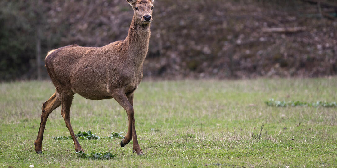 Red deer doe