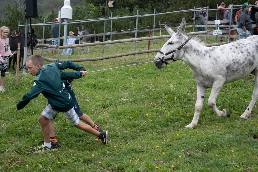 Eselfest in Malbun