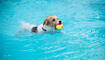 Hundeschwimmen im Freibad Salez