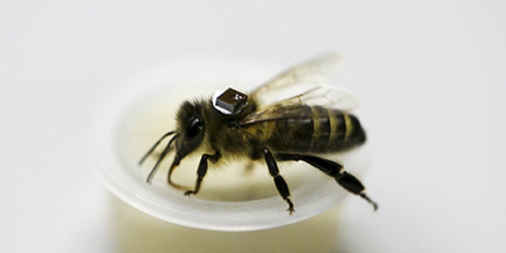 Der Rückenpanzer mit dem RFID-Chip ist etwa 4,5 Milligramm schwer. Er dient dazu, die Flugbewegungen der Biene nach dem Essen von pestizidbelastetem Futter zu verfolgen.