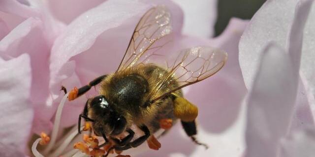 Eine Biene sammelt Pollen (Archiv)