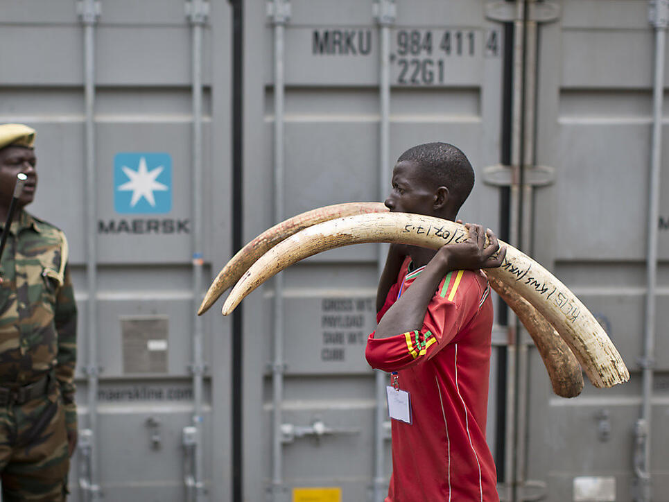 Aus Afrika in alle Welt verfrachtet: Häufig landet Elfenbein auch in Europa. (Symbolbild)