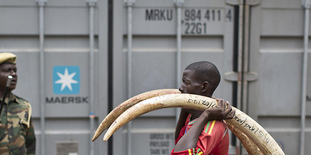 Aus Afrika in alle Welt verfrachtet: Häufig landet Elfenbein auch in Europa. (Symbolbild)