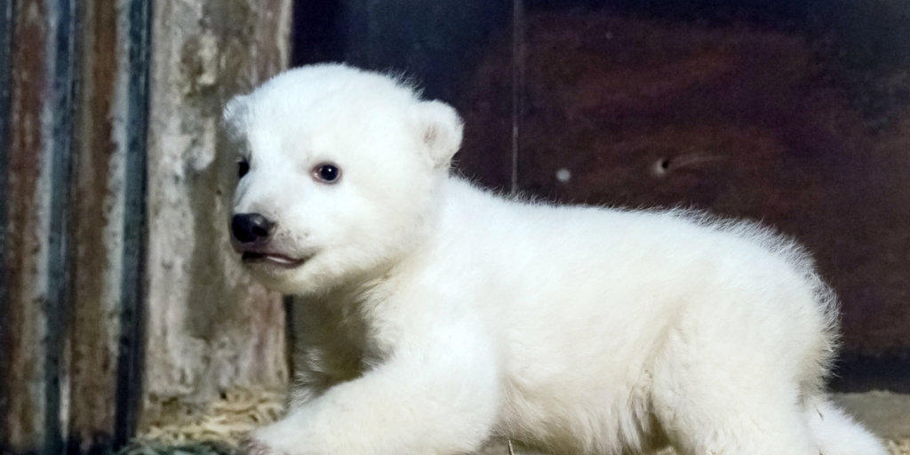 Der kleine Eisbär Fritz krabbelt schon fleissig. Für seinen ersten Ausflug im Frühjahr wird das Eisbärengehege in Berlin umgebaut. (Archiv)